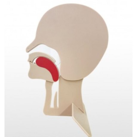 Coupe de tête articulée